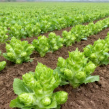 Keguang Baby Mustard Greens Seeds – High Yield, Shortened Stem, oblong-ovate Leaves, Compact Plant