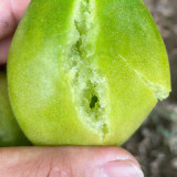 Kiwi Tomato Seeds – High yield, easy to grow, unique flavor, perfect for fresh eating and home gardening