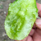 Kiwi Tomato Seeds – High yield, easy to grow, unique flavor, perfect for fresh eating and home gardening