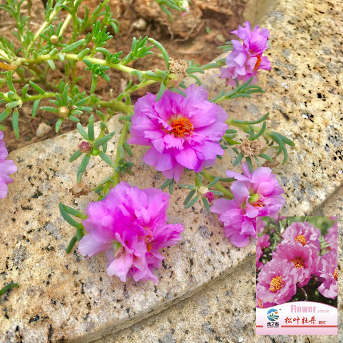 Hezhichun Rose-red Portulaca Seeds | Drought Tolerant, Low Maintenance, Profuse Blooming for Full Sun