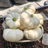 Specialty Mini White Beibei Squash Seeds – Premium Mini Squash Variety, High Yield, Easy to Grow, Suitable for All Growers