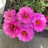 Hezhichun Rose-red Portulaca Seeds | Drought Tolerant, Low Maintenance, Profuse Blooming for Full Sun