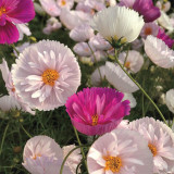 Hezhichun Cosmos bipinnatus 'Cupcakes' Seeds | Unique Cupcake-Shaped Blooms Annual Flower for Garden & Cut Flower Use