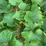 Fushun Ribbed Ugly Pumpkin Seeds - Dual-Purpose Variety, High Yield, Easy to Grow, Versatile Culinary Uses