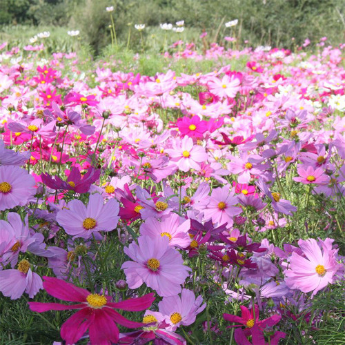 Hezhichun Mixed Color Cosmos Seeds – Annual Easy Grow Flowers for Garden & Patio Landscaping