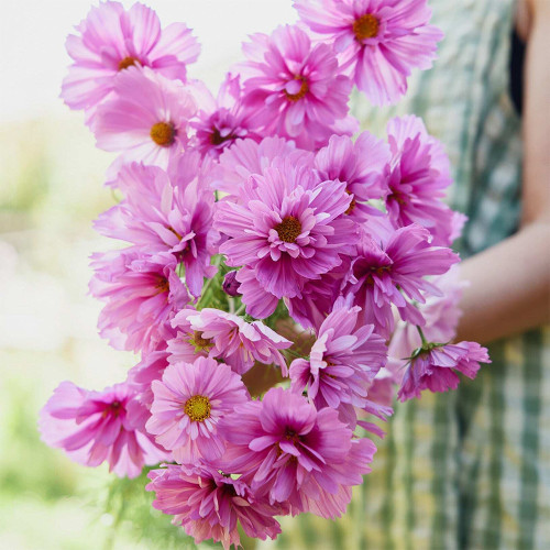 Hezhichun Double Cosmos Seeds – Pink Peony-Like Ruffled Blooms, Profuse Flowering for Landscape Planting