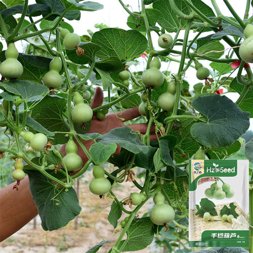Hezhichun Mini Hand-twisted Gourd Seeds |  Iron-wrapped Gold  – Small Double-gourd, Easy to Grow, Ideal for Hand Play