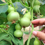 Hezhichun Mini Hand-twisted Gourd Seeds |  Iron-wrapped Gold  – Small Double-gourd, Easy to Grow, Ideal for Hand Play