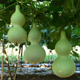 Hezhichun Giant Bottle Gourd Seeds | Ornamental Gourd, Large Fruit for Carving & Crafts, for Courtyard Planting