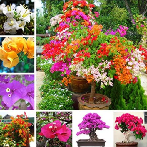 Bonsai Bougainvillea Plant Bougainvillea Spectabilis Willd Flower Plant Climbing Flower