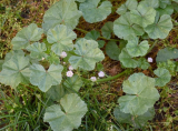 Common Mallow (Malva neglecta) Seeds – Hardy Pink Wildflower – Easy Grow