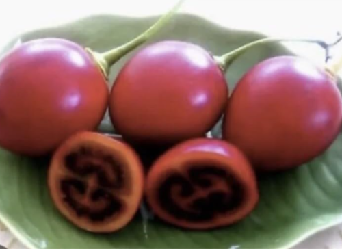 3”-8” Tamarillo Tomato Tree Plant/Cyphomandra Betacea