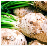 Celeriac Seeds - Giant Prague Vegetable Non-GMO Heirloom