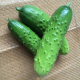Trellis-Crushing Snack Cucumber Seeds – High Yielding, Easy to Grow, Crisp & Sweet, Perfect for Fresh Eating