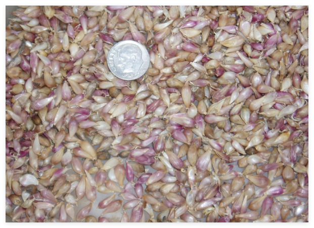 100+ Garlic Bulbils (Not Bulbs), Romanian Red