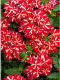 Rare Verbena Seed Plants,Verbena Hortensis,Verbena Hybrida Seed Flower Plant Home Garden Flower Plants - (Color: 3)