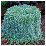 Dichondra plantas Seeds, Dichondra Repens lawn Seed money grass hanging decorative garden plants do flower