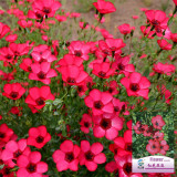 Hezhichun Scarlet Flax Seeds – Linum grandiflorum | Upright Graceful Plant for Flower Beds, Spring & Autumn Planting