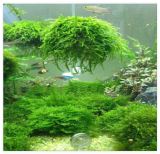 5cm Aquarium Fish Tank Media Moss Ball Live Plant Filter Filtration Decor Funny