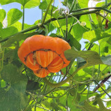 Censer Squash Seeds – Easy to Grow and Manage, Good Storage & Transport Tolerance, Both Ornamental and Edible