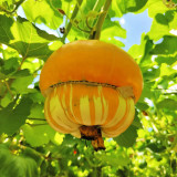 Censer Squash Seeds – Easy to Grow and Manage, Good Storage & Transport Tolerance, Both Ornamental and Edible