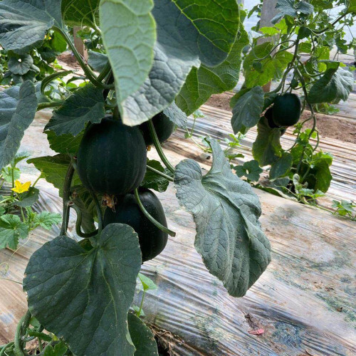 Sweet Mealy Black Skin Melon Seeds – Rare Variety, High Yield, Easy to Grow, Perfect Cooling Summer Treat for All Ages
