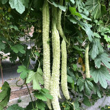 Chang Cui Yu Slender Bitter Melon Seeds - Easy to Grow, High Yielding, Long Growing Season, Suitable for All Gardeners