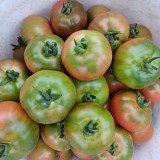 Sweet Heart Fruit Tomato Seeds - Early Maturing, Indeterminate, High Yielding, Disease Resistant, Rich Flavor