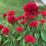 Hezhichun Red Cockscomb Seeds | Celosia cristata | Fan-Shaped Annual Plant for Borders Cut & Dried Flowers