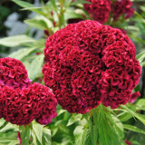 Hezhichun Red Cockscomb Seeds | Celosia cristata | Fan-Shaped Annual Plant for Borders Cut & Dried Flowers