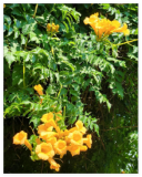 Yellow Trumpet Vine Seeds