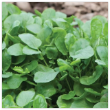 Upland Cress Seeds - for New Planting Non-GMO Heirloom Garden