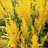 Hezhichun Yellow Feathered Cockscomb Seeds – Celosia plumosa, Long Blooming Period for Cut Flowers & Dried Arrangements