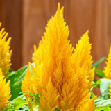 Hezhichun Yellow Feathered Cockscomb Seeds – Celosia plumosa, Long Blooming Period for Cut Flowers & Dried Arrangements