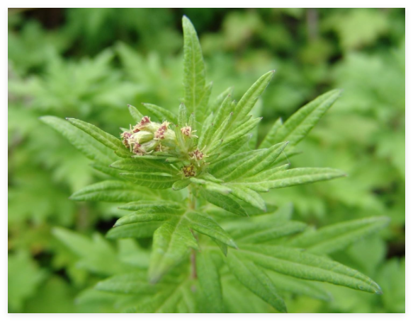 Mugwort Seeds, Artemisia vulgaris, Medicinal Herb, TCM - Aicao