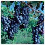 Purple Concord Grape Fruit Vine Vitis Labrusca Seeds