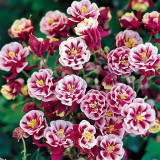 Hezhichun Aquilegia 'Crown Jewels Mixed' - Perennial Flower Seeds for Garden Borders, 40–60 cm, Heat Intolerant, Spring & Autumn Sowing