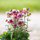 Hezhichun Aquilegia 'Crown Jewels Mixed' - Perennial Flower Seeds for Garden Borders, 40–60 cm, Heat Intolerant, Spring & Autumn Sowing