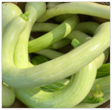 Tromboncino (Zucchini Rampicante) Squash Seeds | Heirloom | Organic