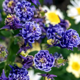 Hezhichun Aquilegia 'Crown Jewels Mixed' - Perennial Flower Seeds for Garden Borders, 40–60 cm, Heat Intolerant, Spring & Autumn Sowing