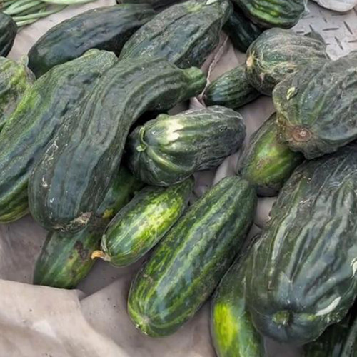Black Ribbed Crisp Melon Seeds – Early maturing, heat tolerant, tender crisp texture, high yielding, versatile use