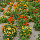 Hezhichun Mixed Colors Nasturtium Seeds | Fragrant Trumpet Flowers, Year-Round Blooming, Indoor Potted & Cut Flower Use