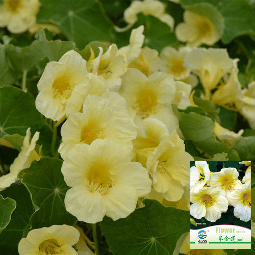 Hezhichun Yellow Nasturtium Seeds - Perennial Semi-Trailing Trumpet-Shaped Flowers for Indoor Pot & Cut Flower Use