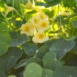 Hezhichun Yellow Nasturtium Seeds - Perennial Semi-Trailing Trumpet-Shaped Flowers for Indoor Pot & Cut Flower Use