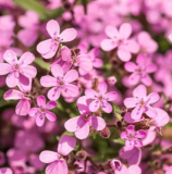 Soapwort Flower Seeds
