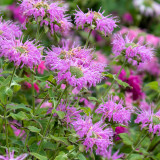 Hezhichun Bee Balm Seeds – Monarda didyma, Perennial Herb with Fragrant Leaves for Gardens & Woodlands