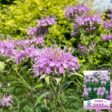 Hezhichun Bee Balm Seeds – Monarda didyma, Perennial Herb with Fragrant Leaves for Gardens & Woodlands