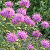 Hezhichun Bee Balm Seeds – Monarda didyma, Perennial Herb with Fragrant Leaves for Gardens & Woodlands