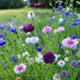 Hezhichun Mixed Color Cornflower Seeds – Annual & Biennial Upright Ornamental, for Garden Plant