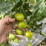 Green Jade Cherry Tomato Seeds – High yield, easy to grow, rich flavor, perfect for home gardening